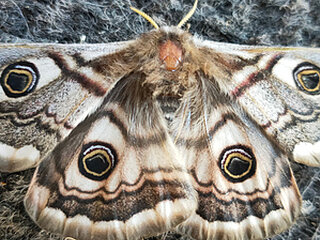 Zegi